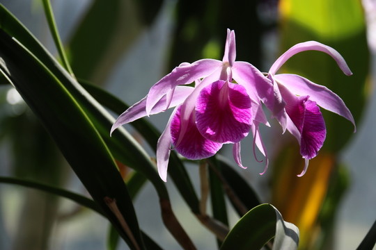 蘭花