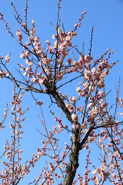 梅花