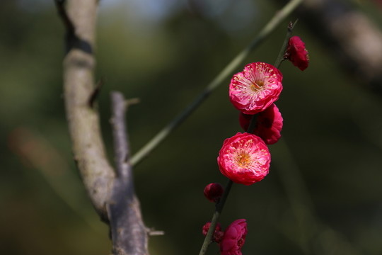 梅花