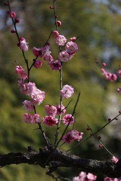 梅花