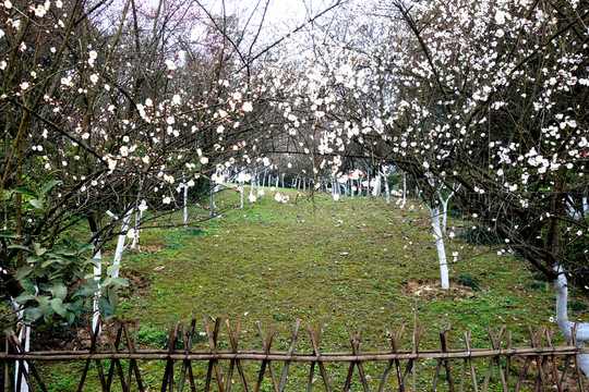 臘梅園 籬笆 草地 臘梅