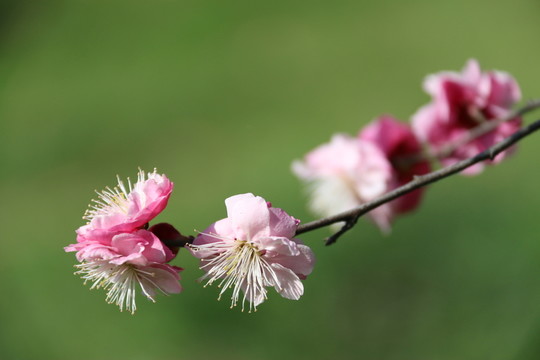 梅花