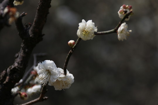 梅花