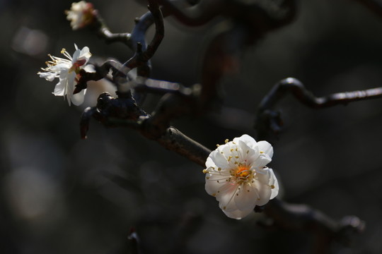 梅花