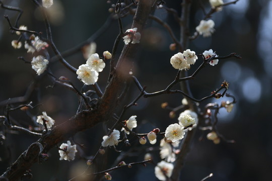 梅花
