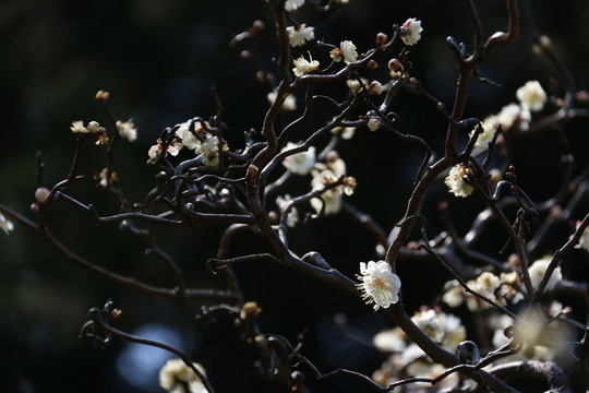 梅花