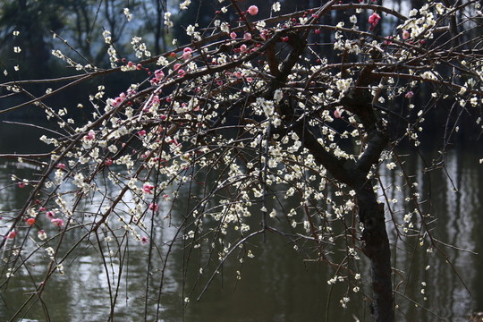 梅花