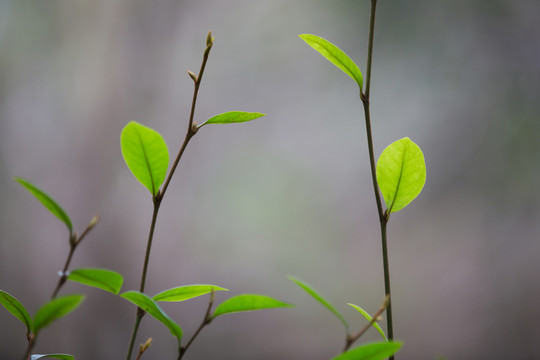 枝葉