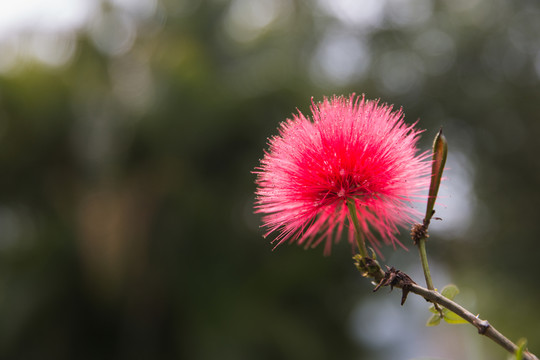紅絨球花