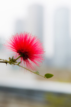 紅絨球花