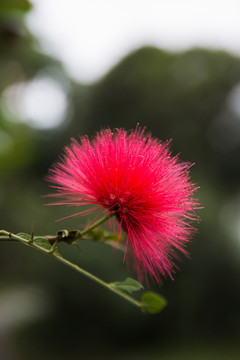 紅絨球花