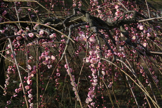 梅花