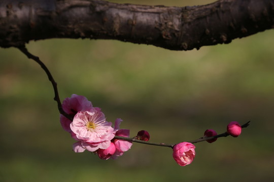 梅花