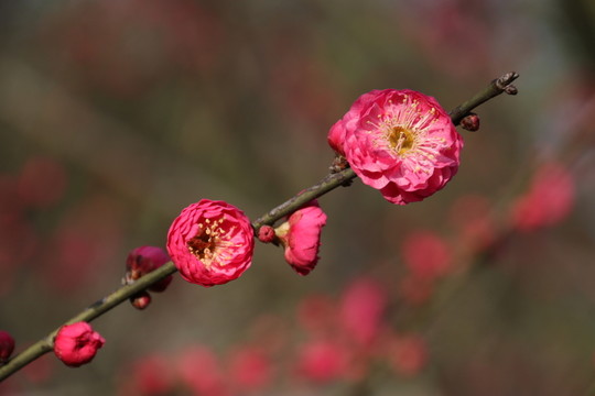 梅花