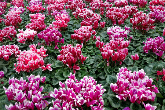 仙客來 花