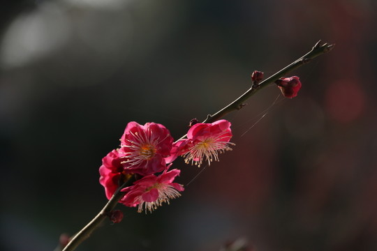梅花