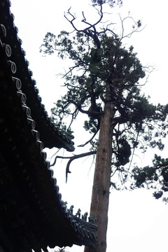 古建古柏
