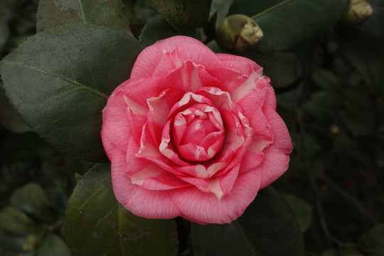 茶花 花