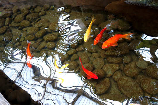 金魚 觀賞魚 倒影
