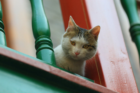 小貓