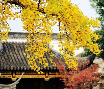 銀杏樹