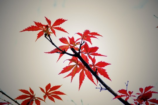 楓葉