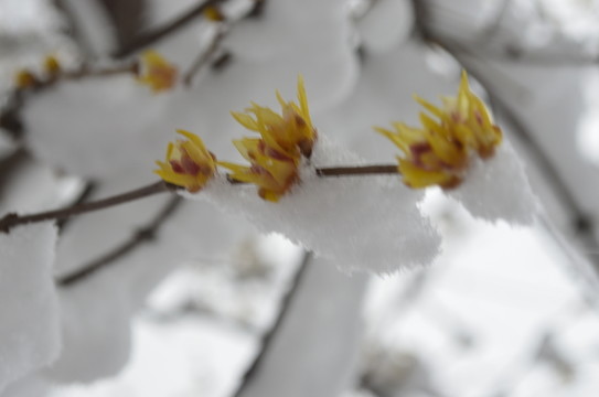 雪中臘梅開