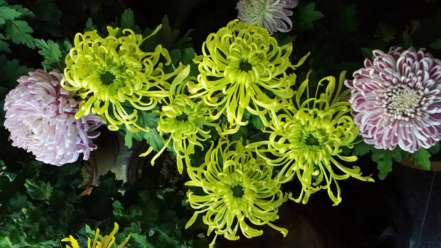 菊花