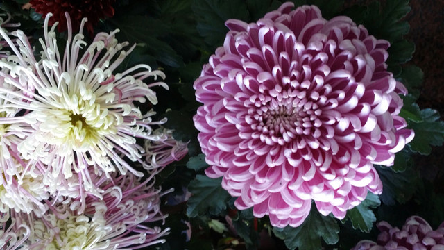 菊花