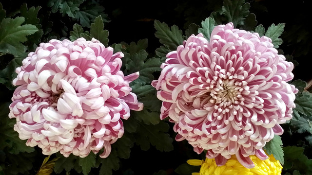 菊花