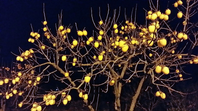柿子樹  柿子