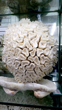 珊瑚 珊瑚樹