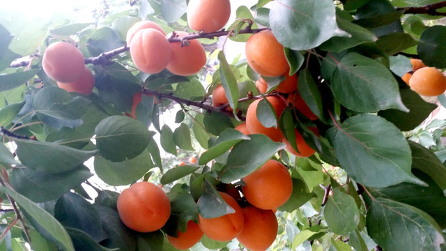 紅杏 杏樹