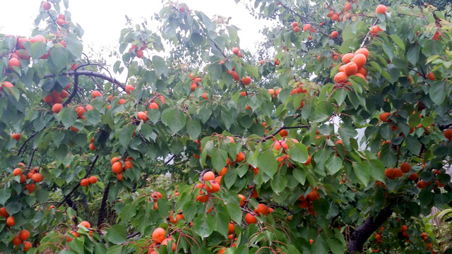 紅杏 杏樹