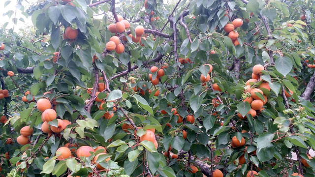 紅杏 杏樹