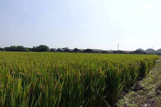 上海金山稻田