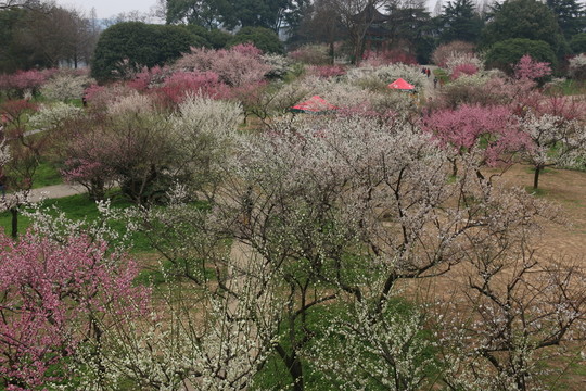 梅園風景