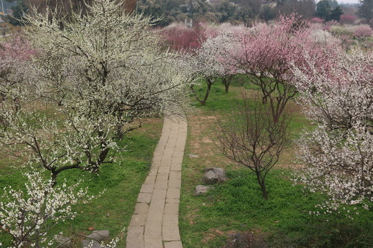 梅園風景