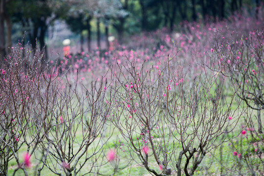 桃花 花朵 植物 花蕊 春天