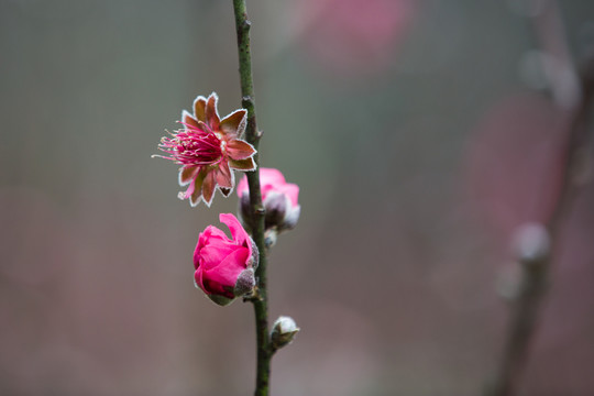 桃花 花朵 植物 花蕊 春天