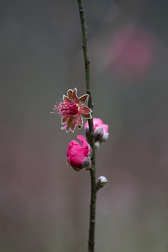 桃花