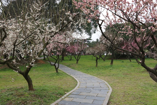 梅園風(fēng)景