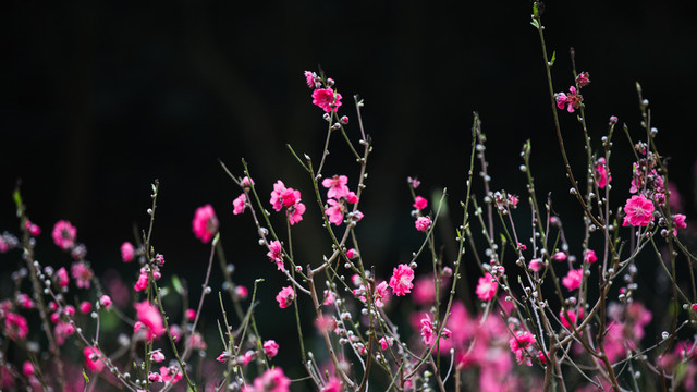 桃花 花朵 植物 花蕊 春天