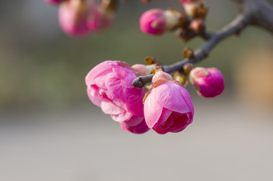 梅花