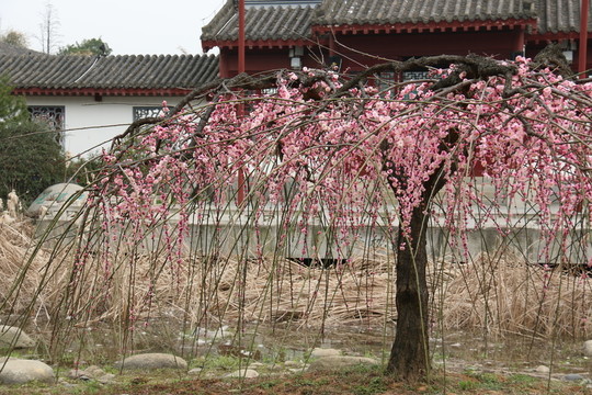 梅花