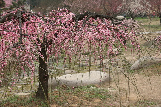 梅花