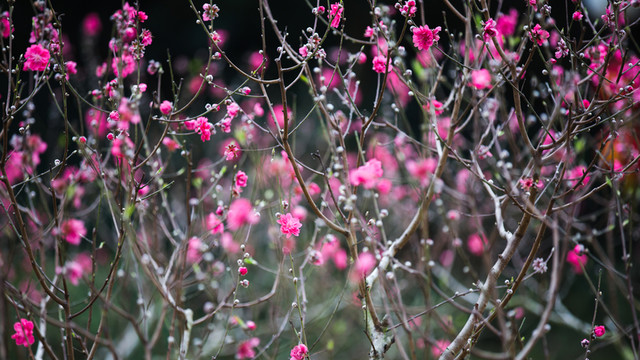 桃花 花朵 植物 花蕊 春天