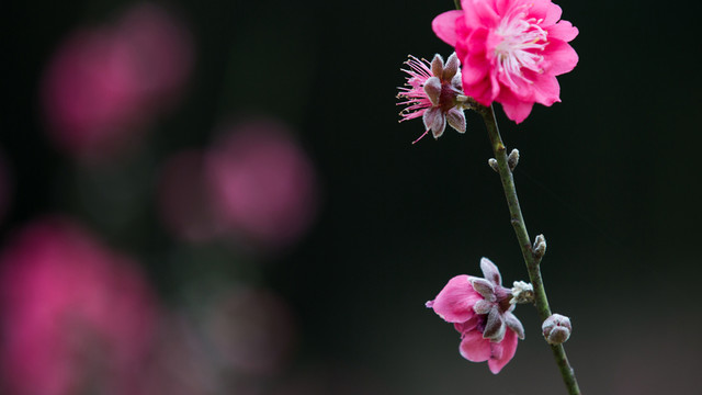 桃花 花朵 植物 花蕊 春天