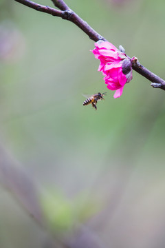 桃花