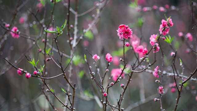 桃花 花朵 植物 花蕊 春天
